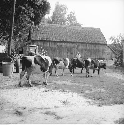 Kliknij, aby powiekszyc