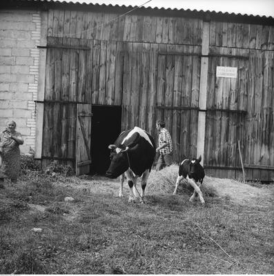 Kliknij, aby powiekszyc