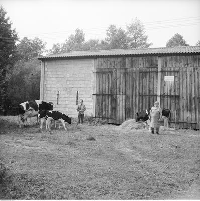 Kliknij, aby powiekszyc