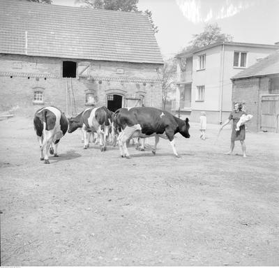 Kliknij, aby powiekszyc